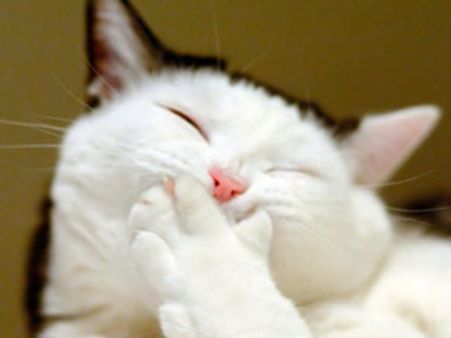 எப்பப் பார்த்தாலும் பூனையோடு சுற்றிய மனைவி... வெறுத்து விலகிப் போன கணவர்!