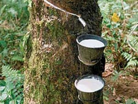 செயற்கை ரப்பர் இறக்குமதி: ரப்பர் விலை வீழ்ச்சி