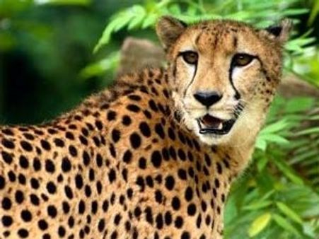 ஊருக்குள் ஹாயாக வந்து செல்லும் சிறுத்தை: விவசாயிகள் பீதி