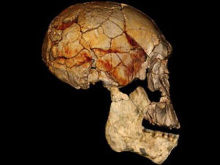 மனிதனோடு வாழ்ந்த இன்னொரு மனித இனம்.. ஹோமோ ருடால்பெனிஸ்!