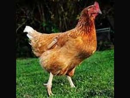 ஈமுவெல்லாம் ஜூஜுபி... நாட்டுக் கோழியை வைத்தும் பெரிய மோசடி: முதலீட்டாளர்கள் புகார்