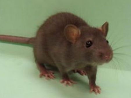 எலி, நாய், பூனையை விரட்டுவது எங்கள் வேலை அல்ல: அரசு டாக்டர்கள் சங்கம்