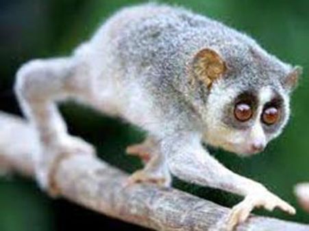 விமான நிலையத்தில் ஜட்டிக்குள் வைத்து தேவாங்கு கடத்திய நபர்கள் கைது!