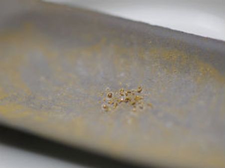 பாக்டீரியா உருவாக்கும் 24 கேரட் தங்கம்!