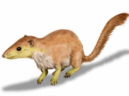 முதல் மனிதன் குரங்கா இல்லை, அணிலா?