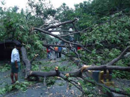 நிலம் புயலில் சாய்ந்த நூற்றுக்கணக்கான மரங்கள்: புதிய மரங்களை நட மாநகராட்சி முடிவு