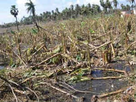 ‘நிலம்’ கரையை கடந்தும் வடியாத வெள்ளம்: விவசாயிகள் பாதிப்பு