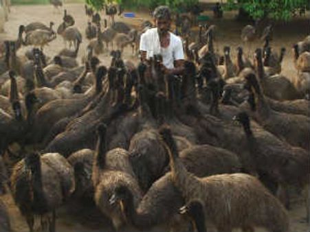 கோபி அருகே வயலில் திரிந்த ஈமு கோழிகள்… பிடித்து சமைத்த மக்கள்!