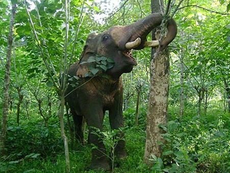 மேட்டுப்பாளையம் யானைகள் புத்துணர்வு முகாம்: ஒரு யானைக்கு செலவு ரூ. 1,60,000