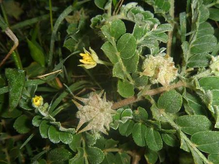 குழந்தை வரம் தரும் நெருஞ்சி