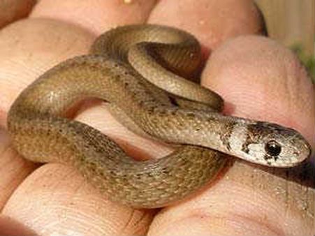 'பவர் கட்'டுக்கு நடுவே சமையல்... சாம்பாரில் மிதந்த பாம்பு... டிசம்பர் ஷாக்!