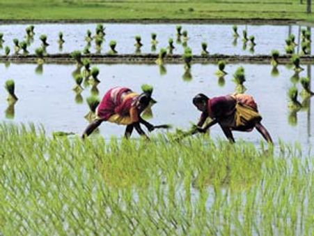 இந்த ஆண்டு விவசாயிகளுக்கு உப்புசப்பில்லா பொங்கல்