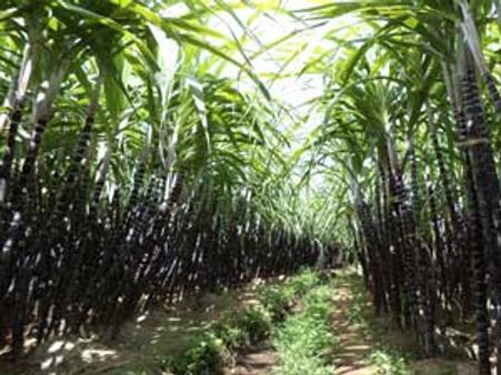 தை பொங்கல்: இனிக்கும் கரும்பு.. மங்களம் தரும் மஞ்சள்… மருந்தாகும் இஞ்சி