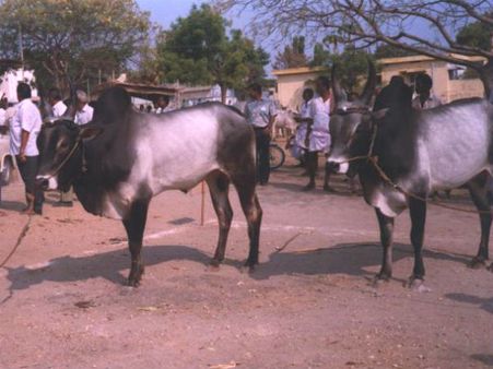 காங்கேயம் காளைகளையும் காணோம்… பொங்கலையும் காணோம்!