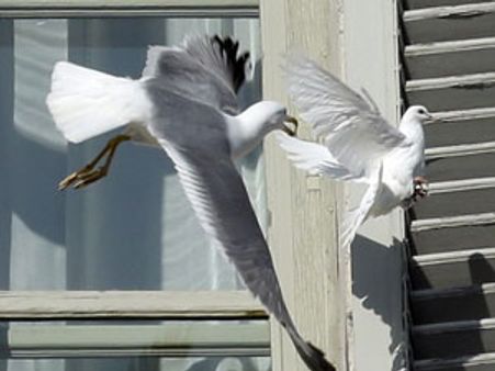 போப் பறக்க விட்ட புறாவை பட்டென்று பிடித்துக் கடித்துக் குதறிய சீ கல்... வாடிகனில் 'ஷாக்'!