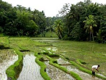 தமிழகத்தில் கருகும் பயிர்களை காக்க 2.44 டிஎம்சி தண்ணீர் போதும்: நிபுணர் குழு அறிக்கை