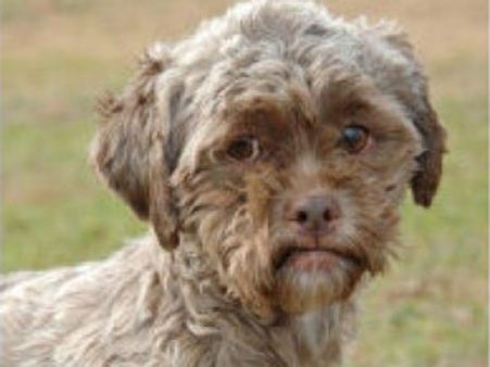 அமெரிக்காவில் மனித முகமுள்ள விசித்திர நாய்: தத்தெடுத்துக்கிறீர்களா?