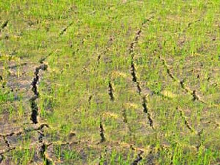 பரிதாபத்தில் விவசாயம்... வறட்சியால் கால்நடைகளுக்கு உணவாகும் நெற்பயிர்கள்