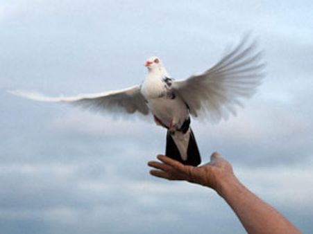 19 1/2 மணி நேரத்தில் 740 கி.மீ. தூரம் பறந்து சாதனை படைத்த காஞ்சிபுரம் புறா