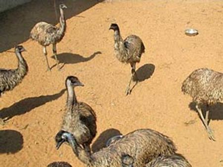 தீவனம் போட்டு வளர்க்க முடியவில்லை... ஏலத்திற்கு வரும் 651 ஈமு கோழிகள்!