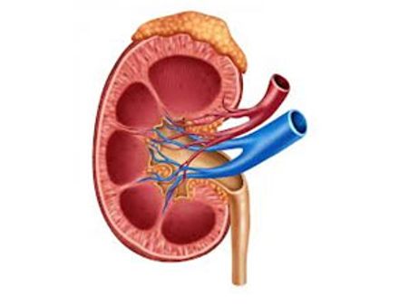 சிறுநீரக செயலிழப்பை ஆரம்பத்திலேயே கண்டறிவது எப்படி?