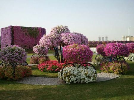 துபாயின் புதிய அடையாளம் 45 மில்லியன் பூக்களாலான மிராக்கிள் கார்டன்