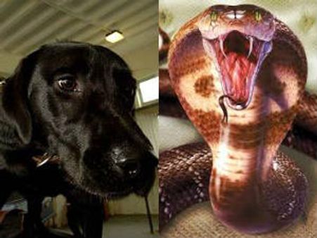 சென்னை விமான நிலையத்தில் புகுந்த இராஜநாகம்.. அலறிய போலீஸ் மோப்ப நாய்கள்