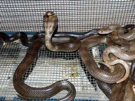 காரில் மூட்டை, மூட்டையாக... ‘ராஜ நாகங்கள்’ கடத்தல்