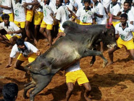 சிவகங்கையில் மஞ்சு விரட்டில் காளைகள் தாக்கி பார்வையாளர்கள் 3 பேர் பலி, 59 பேர் படுகாயம்