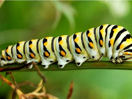 வெட்டுக்கிளி துவையல்.. கரப்பான் பூச்சி பொறியல்... இனி இதுதான் எதிர்கால சாப்பாடு!