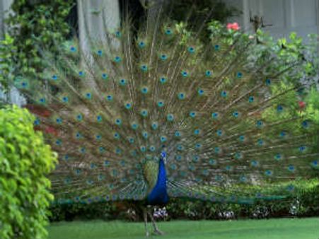 மயிலை கற்பழித்து விட்டதாக பரபரப்புப் புகார்.....!