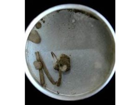 லண்டனில் இன்று ஏலம் விடப்படும் மகாத்மா காந்தியின் ரத்தம், சால்வை, செருப்பு