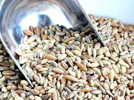 உணவு பாதுகாப்பு மசோதாவுக்காக பார்லி. சிறப்பு கூட்டம்- ஐமு கூட்டணி கட்சிகளுடன் இன்று ஆலோசனை