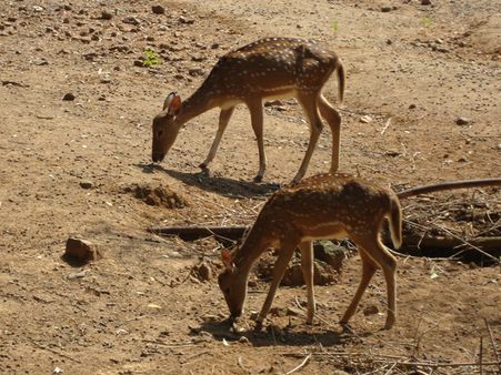 வயிறு வீங்கி மான் செத்ததன் எதிரொலி: வண்டலூர் பூங்காவில் வெளி உணவுப்பொருட்களுக்கு தடை