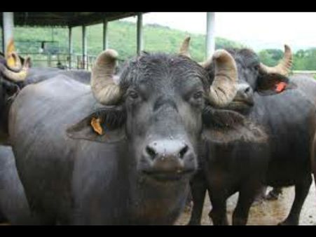 இனி சந்தைக்கு போக வேண்டாம் ஆன்லைனில் எருமை, பசு மாடு வாங்கலாமே!