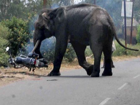 சொய்ங்... சொய்ங்...5 பேரைக் கொன்ற கொம்பனை அடக்க ‘கும்கி’ வந்தாச்சு... பேரு ‘வனராஜா’...