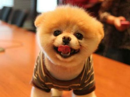 'ஃபூ'... இது தான் உலகின் விவிஐபி நாய்க்குட்டி... பேஸ்புக்ல 20 லட்சம் பாலோயர்ஸ்!