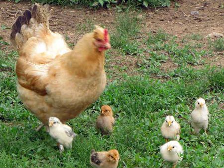 உன்ன பெத்ததுக்கு, ஒரு கோழிக்குஞ்சப் பெத்துருக்கலாம்...