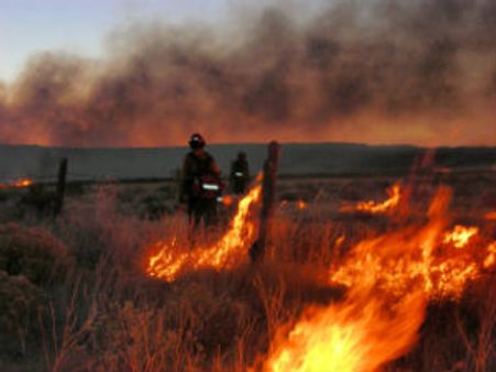 அமெரிக்கா: காட்டுத் தீயை அணைக்க போராடிய 19 தீயணைப்பு வீரர்கள் பலி