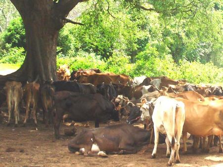 இலவச கறவை மாடுகள் ஆசையில், கேரளாவுக்கு முறைகேடாக கடத்தப்படும் ‘தமிழக’ மாடுகள்