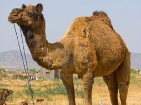 ஆகஸ்ட் 15 முதல் ஒட்டகப் பாலில் டீ போட்டு குடிக்கலாம்!