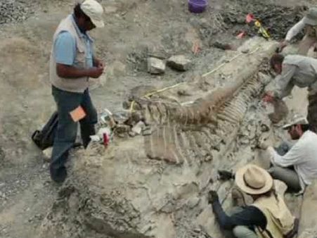 7.2 கோடி வயதுடைய டைனோசரின் வால் சிக்கியது... பாடி எங்கே?