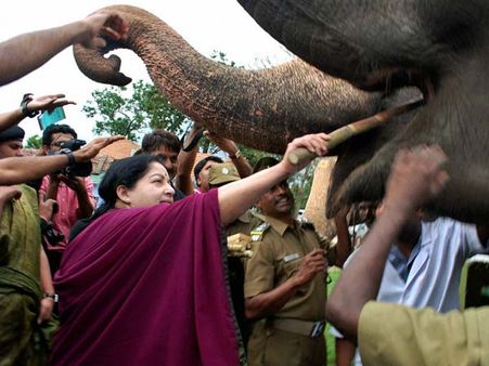 முதல்வர் ஜெ.மீது முட்டிய குட்டியானை காவேரி… நிலைகுலைந்து தடுமாறியதால் பதற்றம்