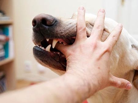 கடிநாய் வளர்த்தால்... இனி, உங்க மீதி வாழ்க்கை ஜெயில்ல தான்: இங்க இல்ல பாஸ், இங்கிலாந்துல...