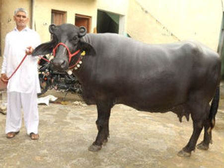 தினசரி 30 லிட்டர் பால்... 25 லட்சத்துக்கு விலைபோன எருமை!!