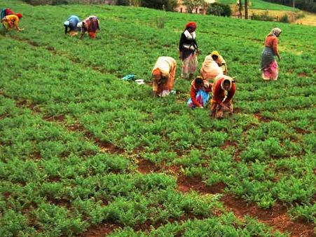 நெல்லை மாவட்டத்தில் 4 அணைகள் நிரம்பின-நெல் சாகுபடி தீவிரம்