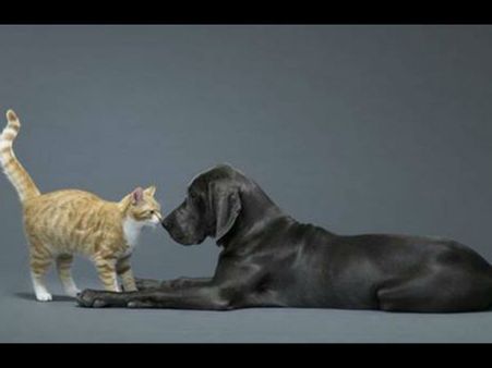 நண்பேண்டா.... பூனைக்கு ‘ரத்த தானம்’ செய்த ‘லாப்ரடார்’ மேக்கி