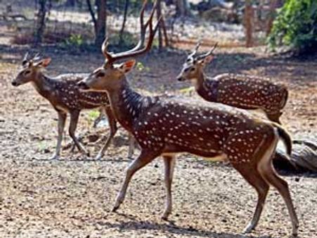 கோவையில் மான் வேட்டையாடிய 7 பேர் கைது