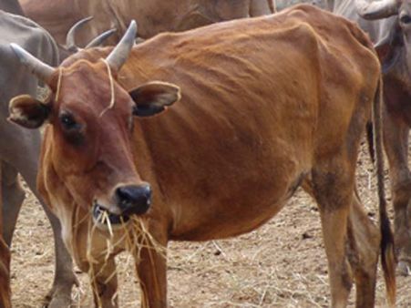 தீவனத்தில் விஷம்? ஆசிரமத்தில் 10 பசுக்கள் பலி!