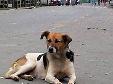 மதுரையில் ‘மிஷன் ரேபிஸ்’: நேற்று மட்டும் 762 தெருநாய்களுக்கு தடுப்பூசி- இலக்கு 8000 நாய்கள்